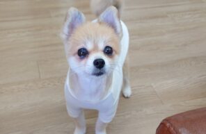 ポメラニアンの女の子