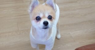 ポメラニアンの女の子