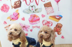 ここひまちゃん