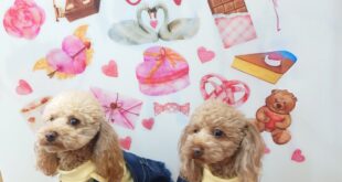 ここひまちゃん