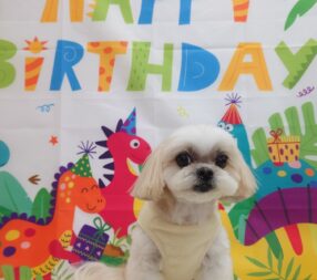サラちゃん、お誕生日おめでとう🎉