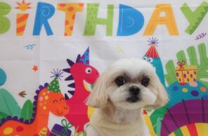 サラちゃん、お誕生日おめでとう🎉