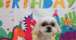 サラちゃん、お誕生日おめでとう🎉