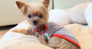 応援ありがとうございます。