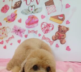 パピコ君のイメチェン✨✨