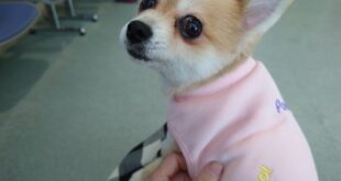 ひかるちゃん、避妊手術行ってきました。