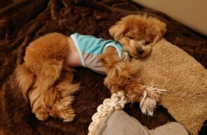 ある日の帰宅後