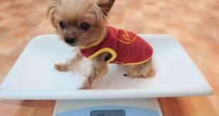 なおるちゃんのご飯