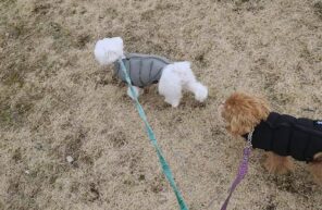 ふわりちゃんの初体験