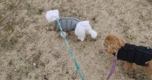 ふわりちゃんの初体験