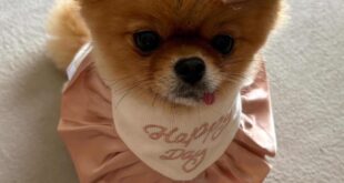 ぺこちゃんお誕生日おめでとう🎊