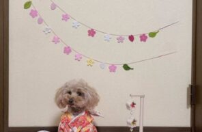 優瑠花ちゃんの初節句🌸