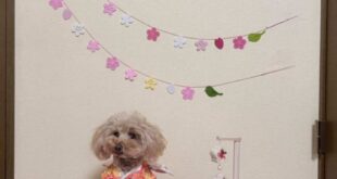 優瑠花ちゃんの初節句🌸