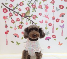 のんちゃん のんちゃん