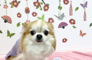 青空ちゃんと缶バッチ✨✨