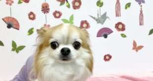 青空ちゃんと缶バッチ✨✨