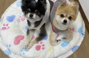 新しい家族のお迎えをお待ちしています(^^)/