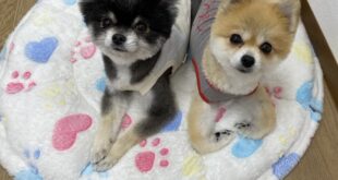 新しい家族のお迎えをお待ちしています(^^)/