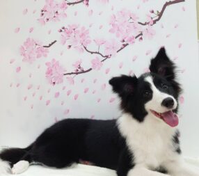 ゆめちゃん ゆめちゃん