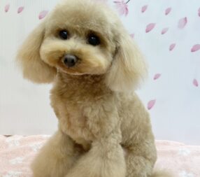 優瑠花ちゃん 優瑠花ちゃん