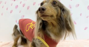 コマチオリジナルのリカバリーウェア、大好評ありがとうございます(*^▽^*)