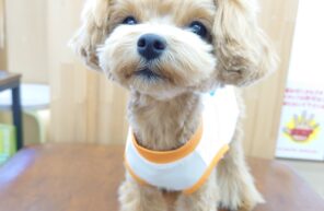 春物のお洋服、着てみたよ♬