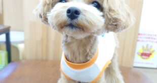 春物のお洋服、着てみたよ♬