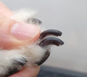 爪切りについて