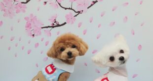 コスプレ( *´艸｀)