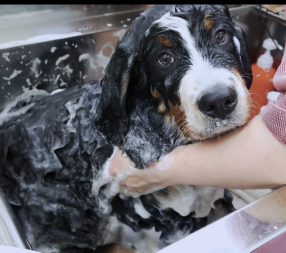 ボンズ君のサロンデビュー✨✨