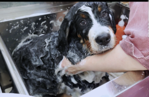 ボンズ君のサロンデビュー✨✨