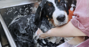 ボンズ君のサロンデビュー✨✨