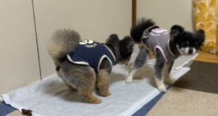 テオミオのその後